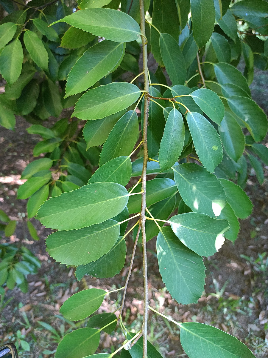 Image of genus Quercus specimen.