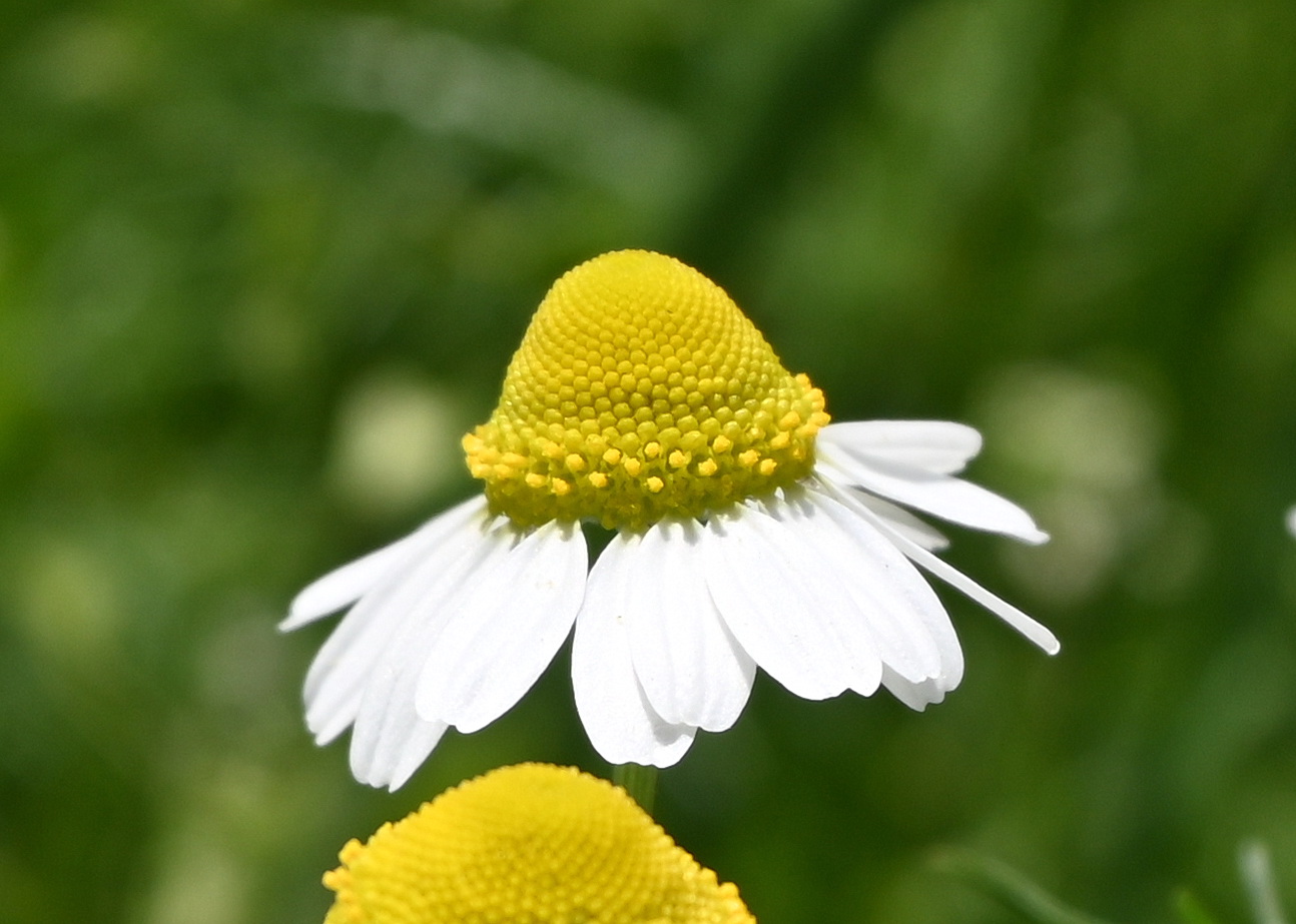 Изображение особи Matricaria recutita.
