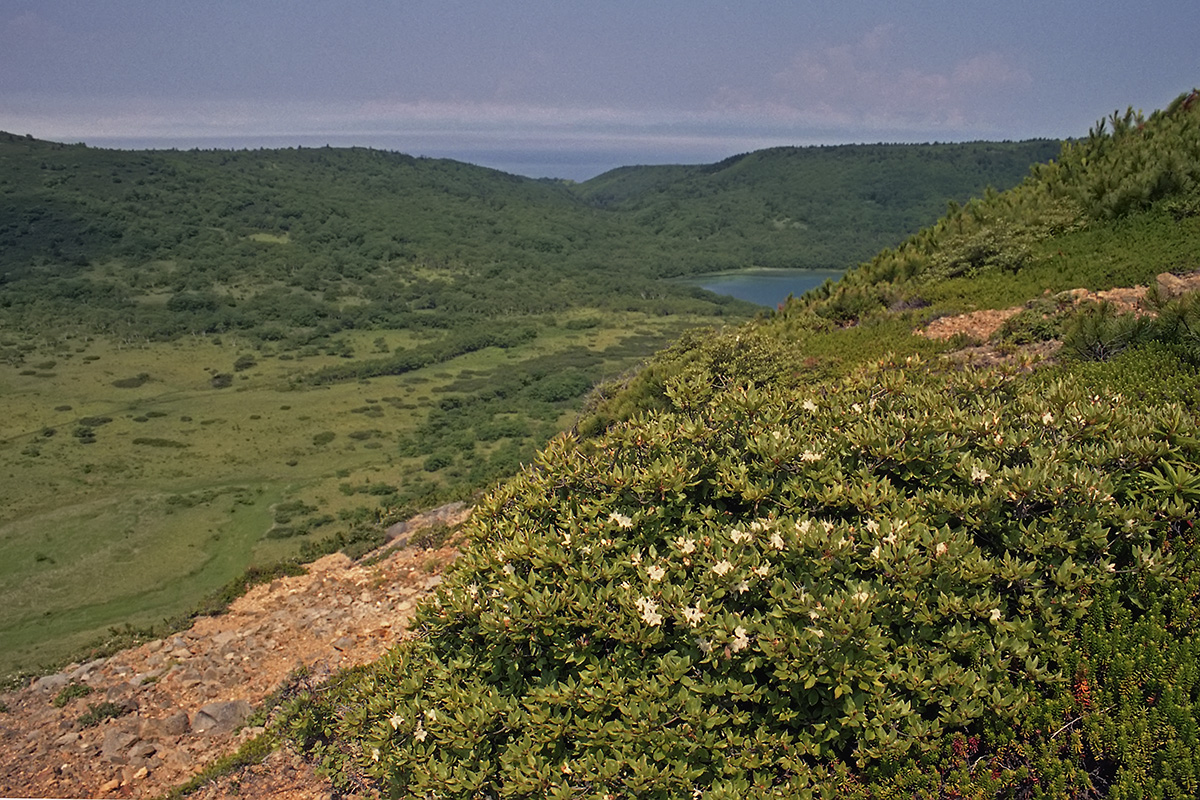 Изображение особи Rhododendron tschonoskii.