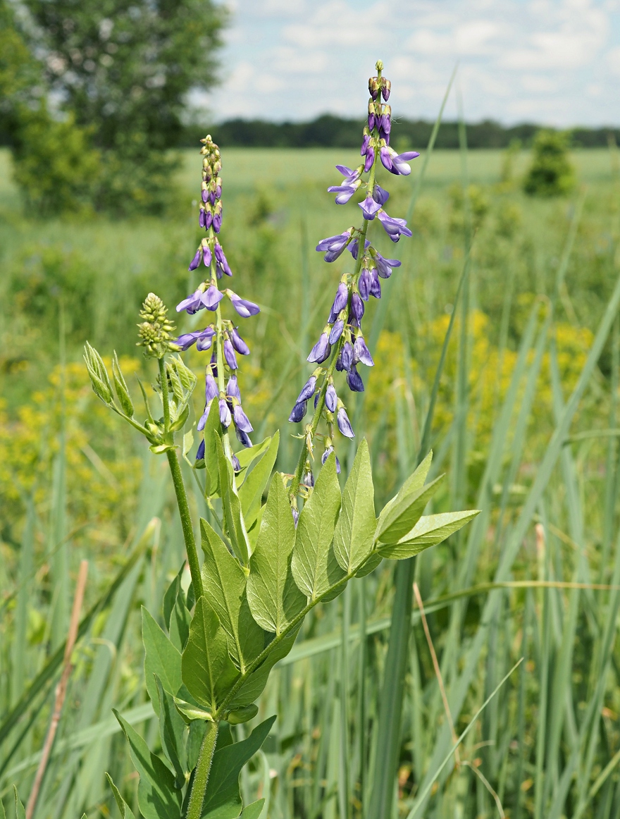 Image of Galega orientalis specimen.