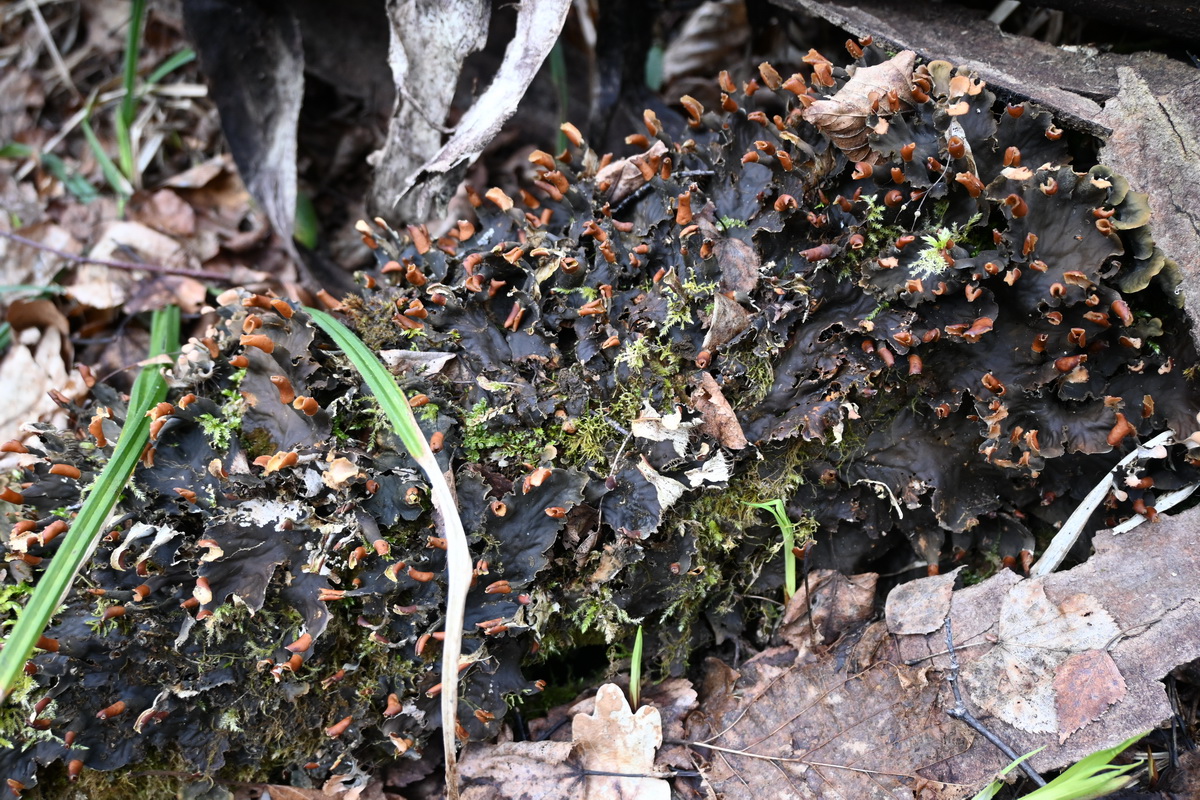 Изображение особи род Peltigera.