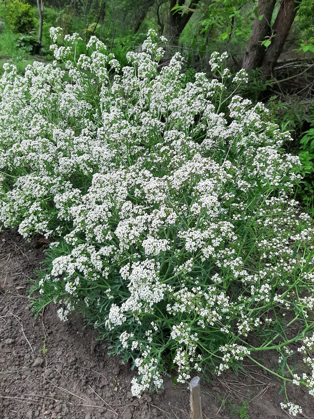Image of Crambe tataria specimen.