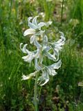 Ornithogalum boucheanum. ЛНР, г. Северодонецк, старый парк. 09.05.2026.