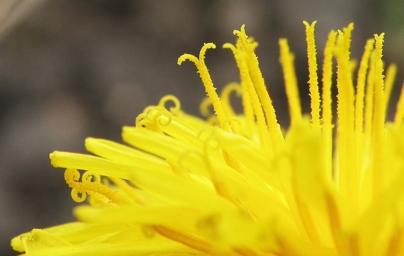 Image of Taraxacum klokovii specimen.