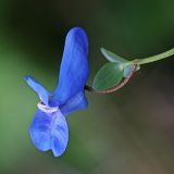 Corydalis ussuriensis. Цветок. Приморский край, Хасанский р-н, юго-западный берег бухты Рейд Паллада, мыс Острено, небольшой распадок на северном склоне, опушка липового леса (Tilia mandshurica при участии Tilia amurensis). 18.05.2026.