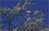 Malus prunifolia. Ветви цветущего растения. Московская обл., Раменский р-н, окр. дер. Хрипань, садовый участок. 16.05.2026.
