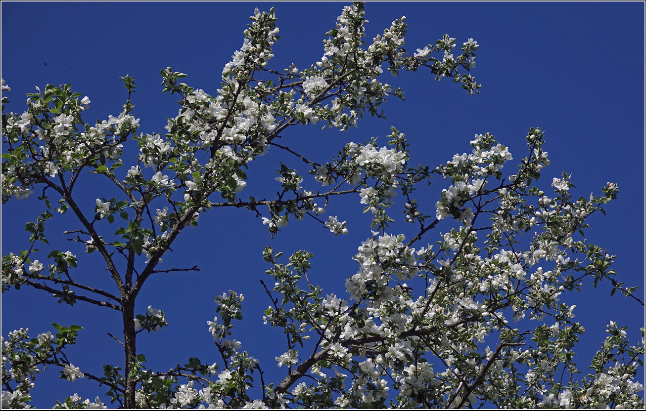 Изображение особи Malus prunifolia.