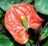 род Anthurium