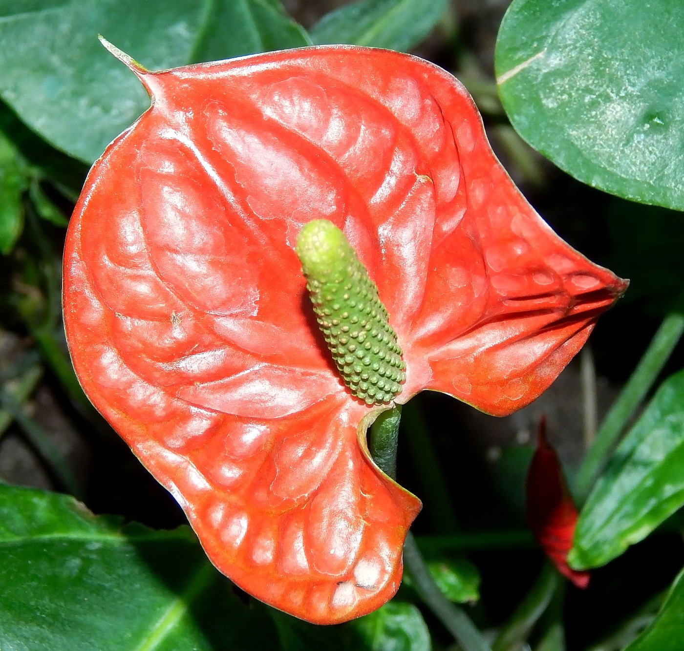 Изображение особи род Anthurium.