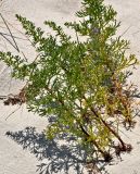 Artemisia subspecies glutinosa