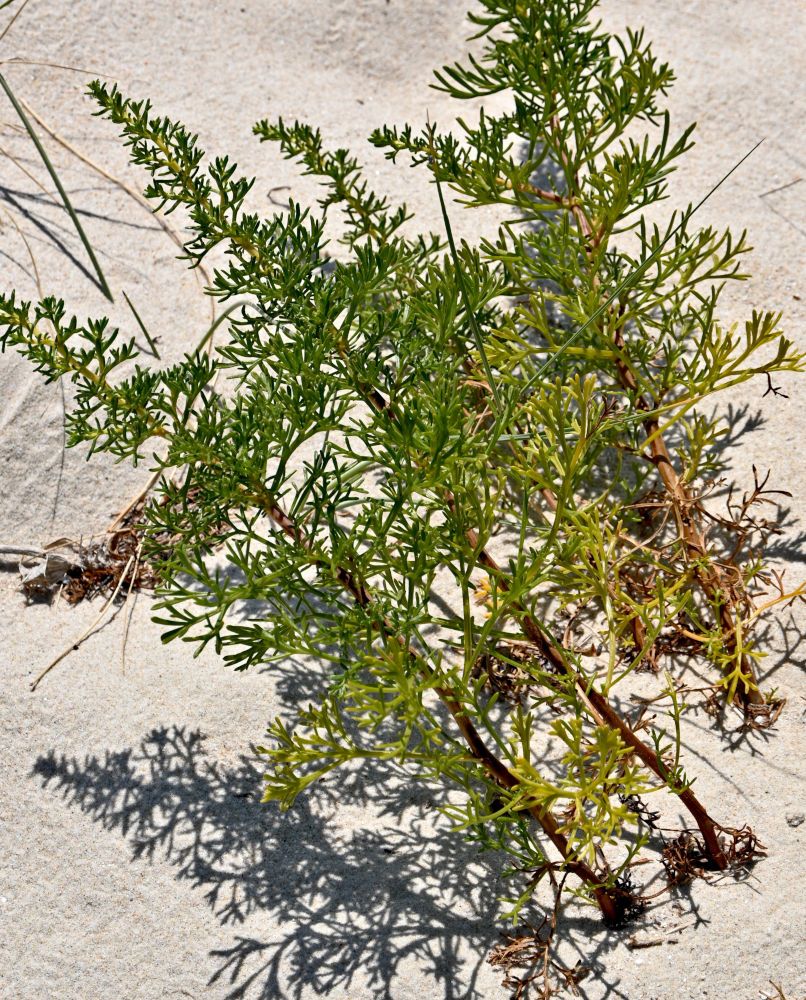 Image of Artemisia campestris ssp. glutinosa specimen.