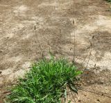 Plantago lanceolata. Цветущее растение в сообществе с Poaceae. ЮАР, пров. Гаутенг, пригород Киблер Парк (Kibler Park), природный запов. \"Клиприверсберг\" (Klipriviersberg Nature Reserve), саванна, деревня тсвана. 20.01.2025.