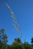 Arrhenatherum elatius. Соцветие. Ленинградская обл., Ломоносовский р-н, окр. Шепелёвского маяка; п-ов Каравалдай, побережье Финского залива, подножье песчаного берегового вала, опушка черноольшаника. 20.06.2026.