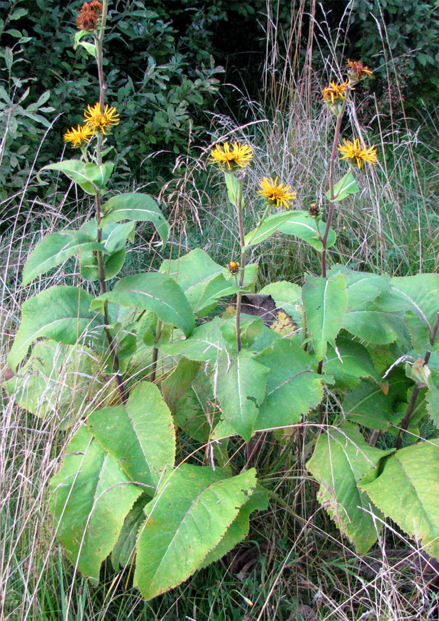 Image of Inula helenium specimen.