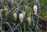 Fritillaria meleagris. Цветки. Московская обл., Раменский р-н, окр. дер. Хрипань, садовый участок. 14.05.2026.