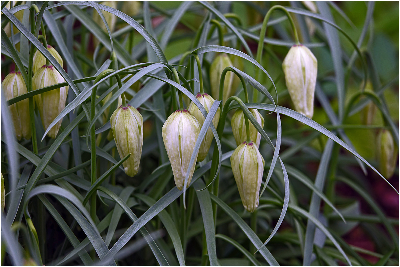 Изображение особи Fritillaria meleagris.