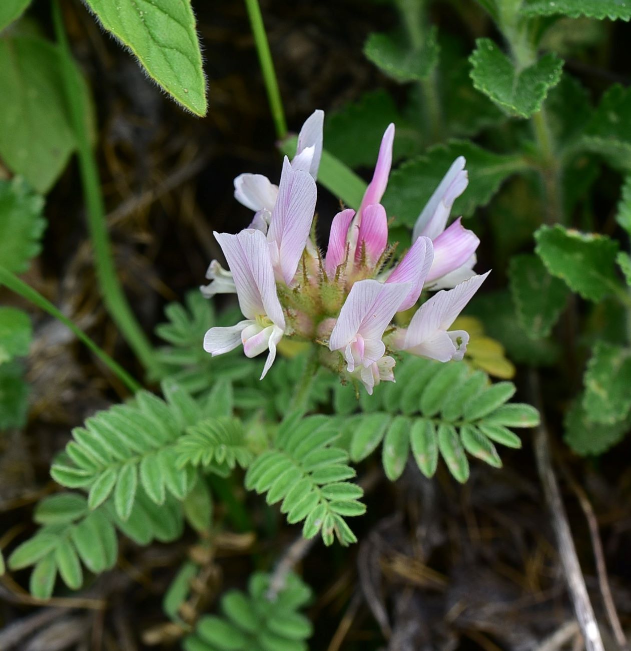 Image of Unknown species specimen.
