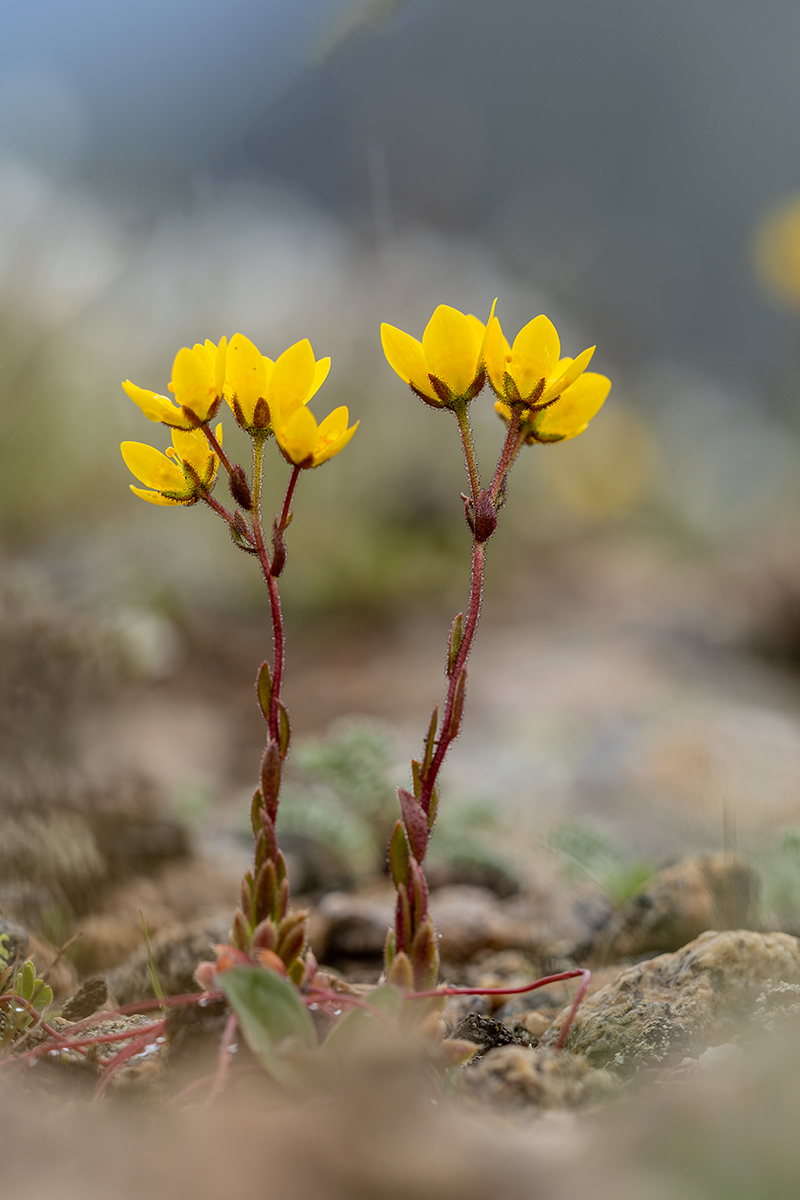 Image of Saxifraga flagellaris specimen.