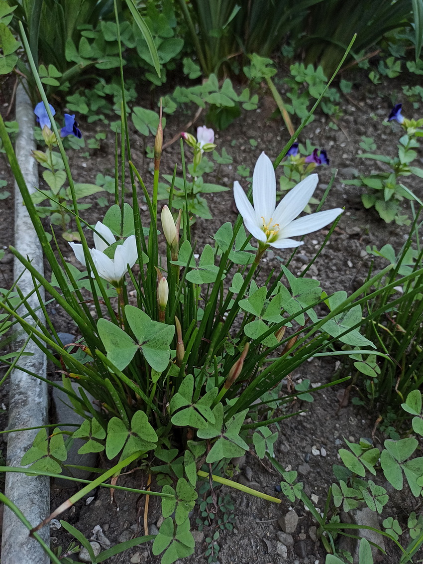 Image of Unknown species specimen.