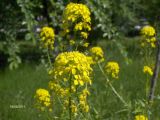 Sisymbrium loeselii