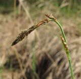 Carex globularis