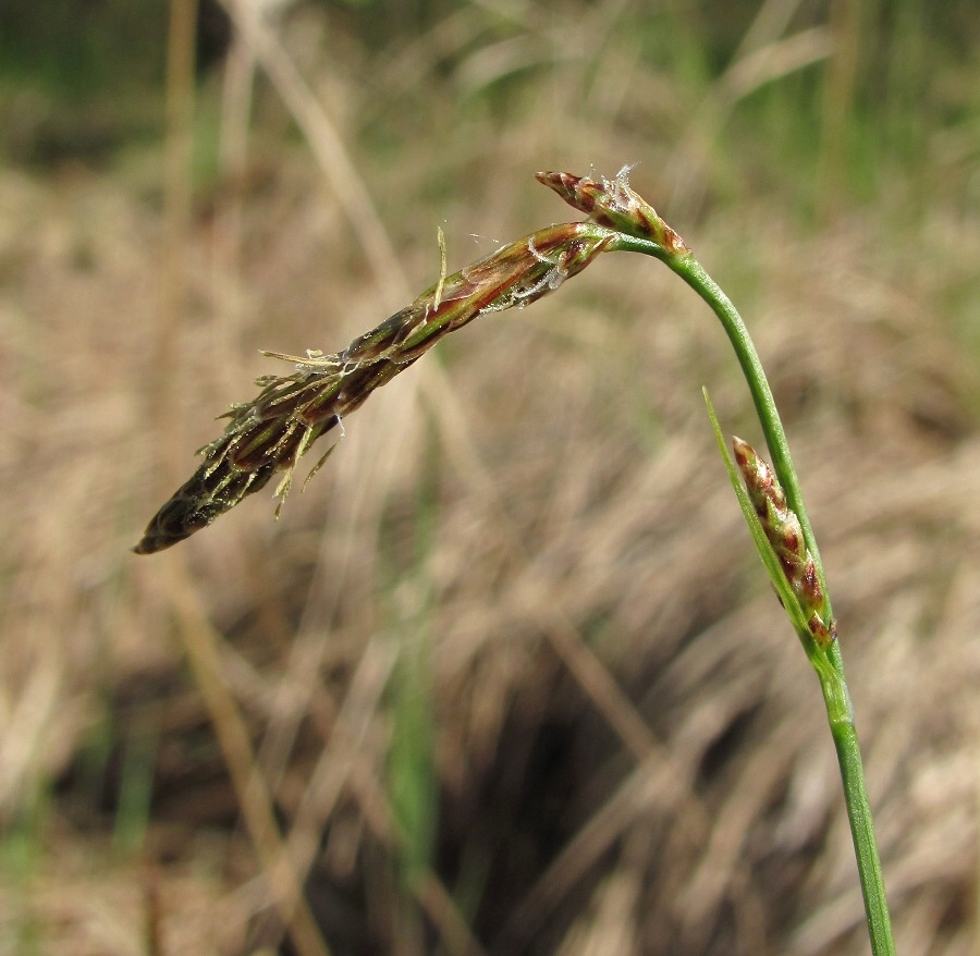 Изображение особи Carex globularis.