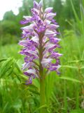 Orchis militaris