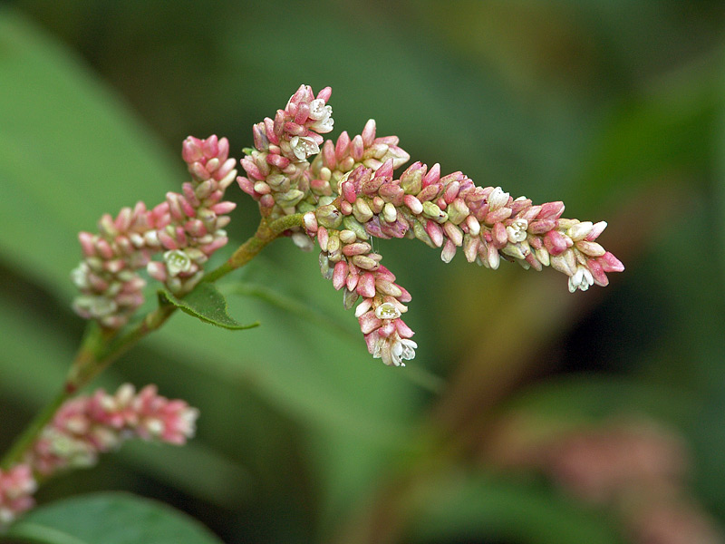 Image of Persicaria lapathifolia specimen.