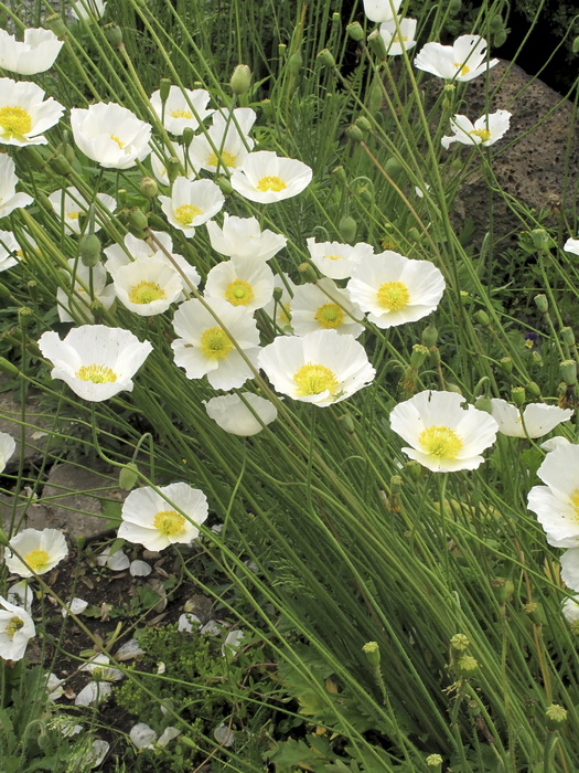 Изображение особи Papaver amurense.