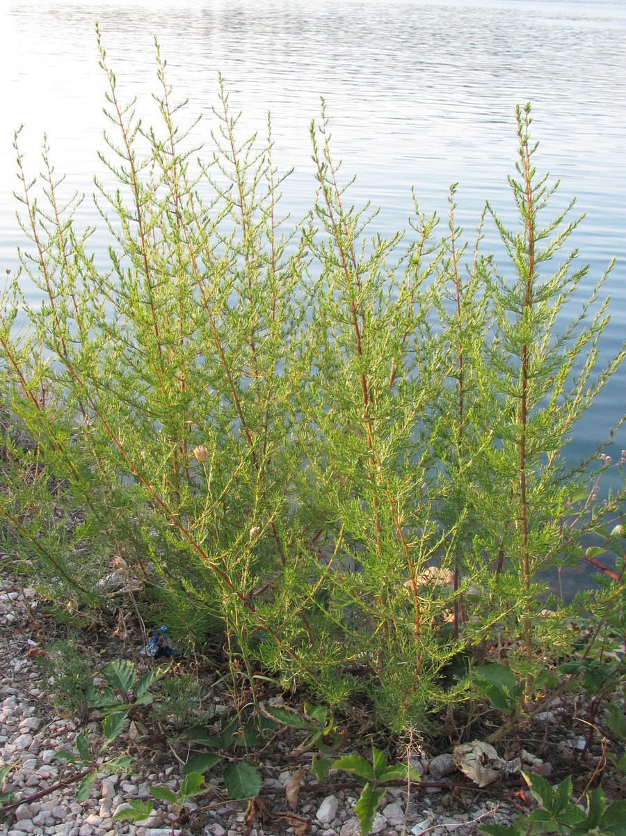 Изображение особи Artemisia scoparia.