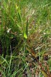 Veronica scutellata
