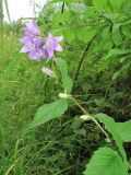 Campanula trachelium. Верхушка цветущего растения. Архангельская обл., Вельский р-н, окр. г. Вельск, в кустарниках. 18.07.2011.