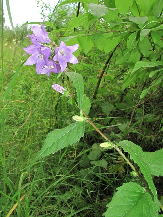 Image of Campanula trachelium specimen.