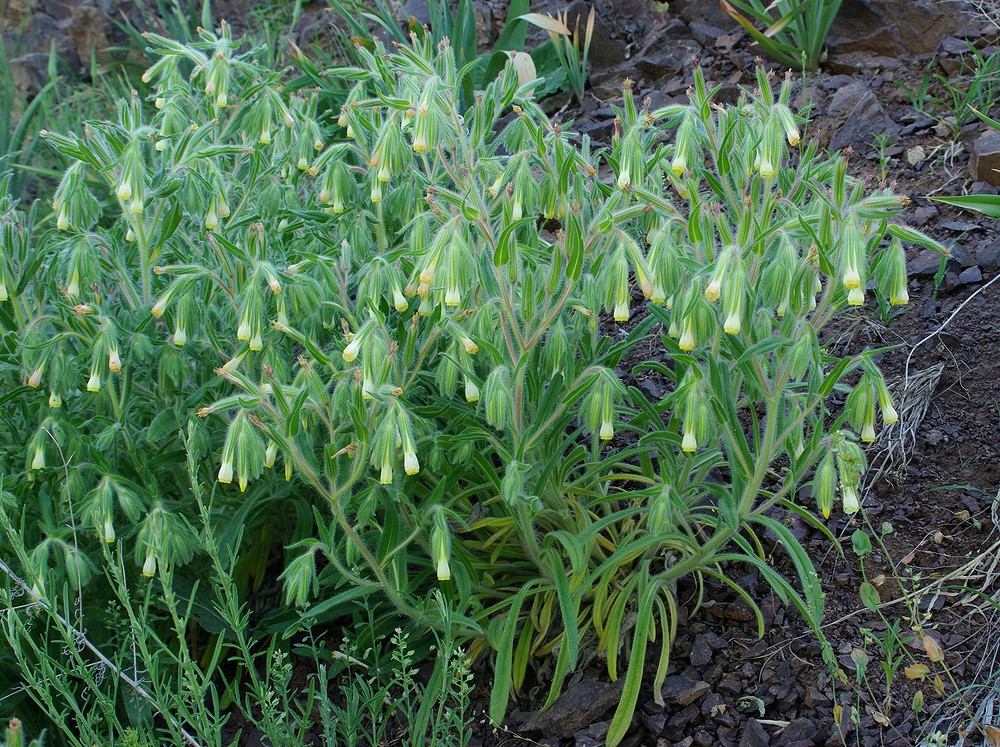 Image of Onosma dichroantha specimen.