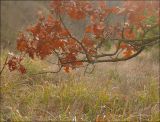 Quercus pubescens. Ветвь с зимующей сухой листвой. Краснодарский край, Черноморское побережье Кавказа, Новороссийск, к югу от мыса Шесхарис, пушистодубовый лес. 22 декабря 2009 г.