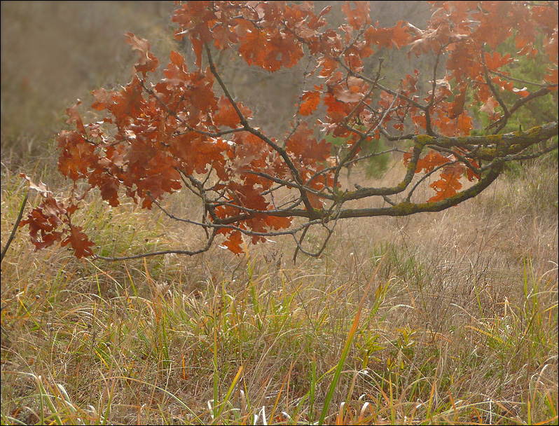 Изображение особи Quercus pubescens.