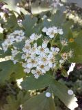 Crataegus pentagyna