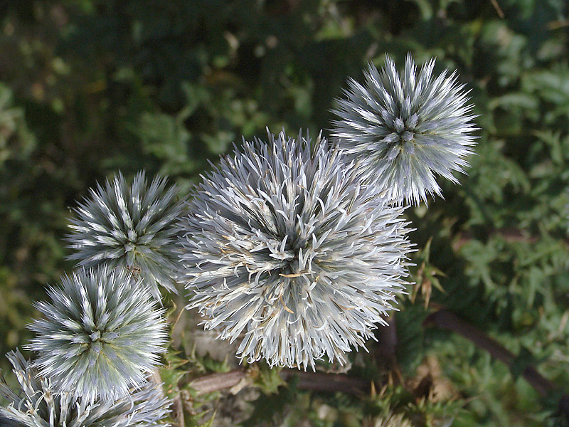 Image of Echinops sphaerocephalus specimen.