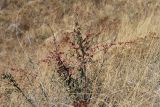 Cotoneaster oliganthus