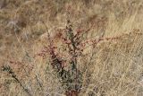Cotoneaster oliganthus