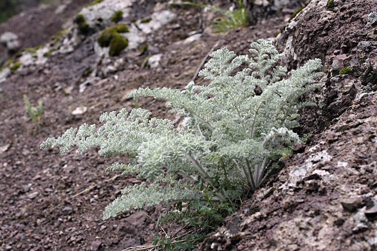 Изображение особи семейство Apiaceae.