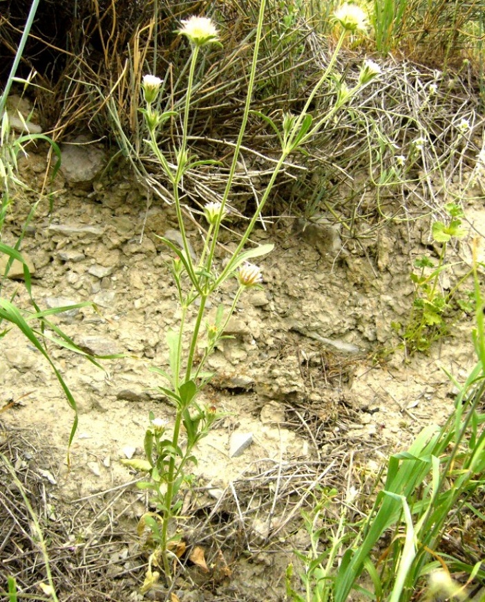 Изображение особи Pterocephalus plumosus.