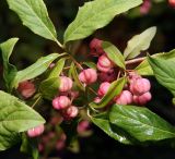 Euonymus europaeus. Часть веточки с созревающими плодами. Московская обл., Раменский р-н, окр. дер. Хрипань, садовый участок. 11.08.2011.