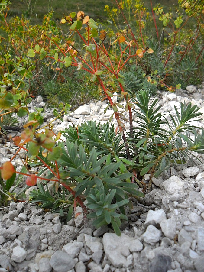 Изображение особи Euphorbia petrophila.