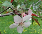 Malus niedzwetzkyana. Часть ветви с цветками. Томск, Экспериментальный участок Сибирского ботанического сада. 29.05.2011.