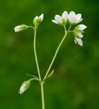 Cerastium bungeanum. Верхушка цветущего растения. Казахстан, Кызылординская обл., Жанакорганский р-н, хр. Каратау, ущелье притока р. Бесарык. 29.04.2011.