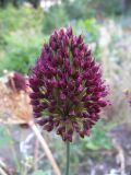 Allium sphaerocephalon