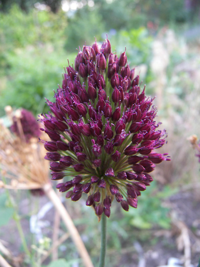 Image of Allium sphaerocephalon specimen.