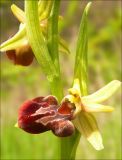 Ophrys mammosa подвид caucasica. Цветок. Черноморское побережье Кавказа, Новороссийск, окр. мыса Шесхарис, шибляк. 17 апреля 2010 г.