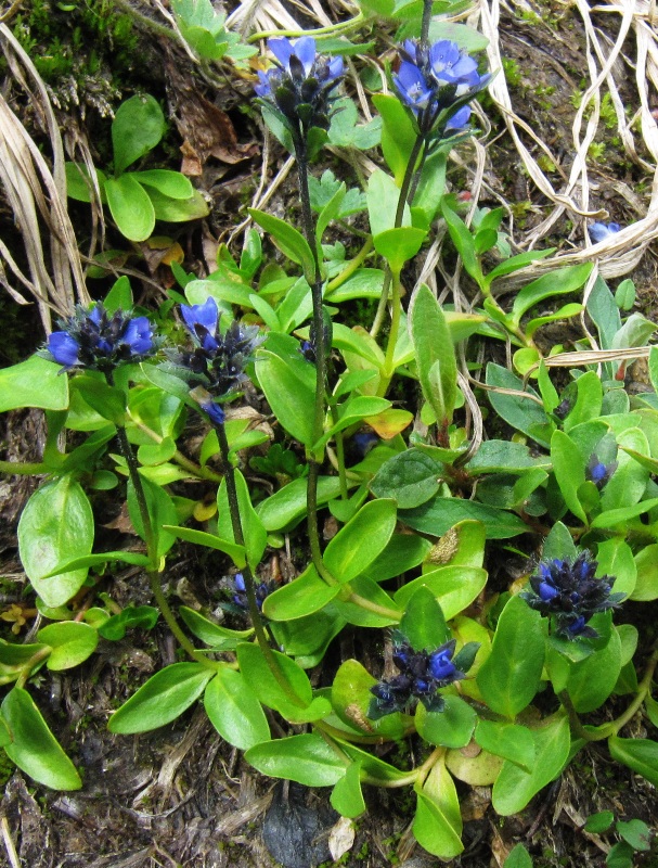 Image of Veronica alpina specimen.